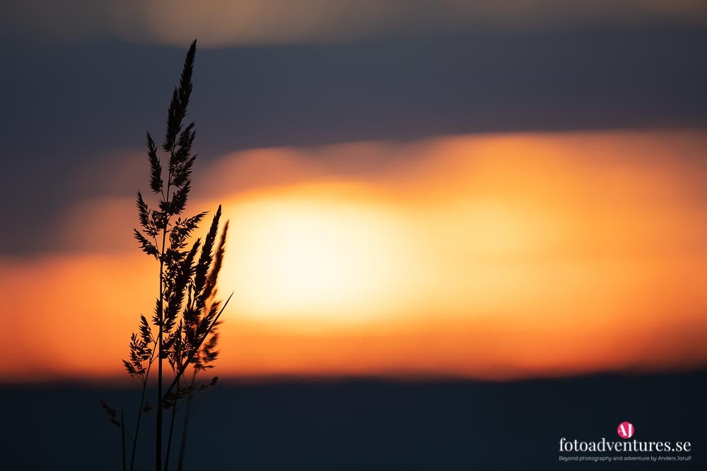 The Endless Summer Night