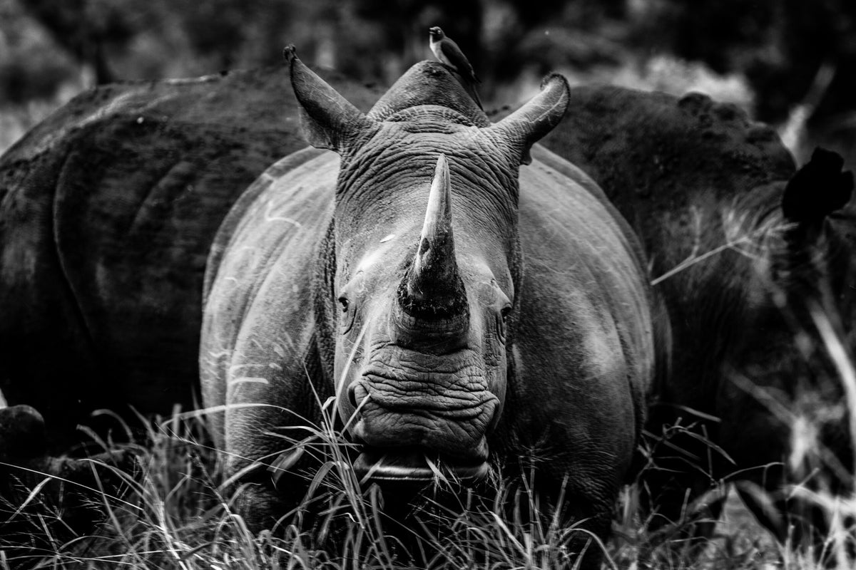Wildlife 03 – Fine Art Print 70 × 100 cm av Anders Jorulf