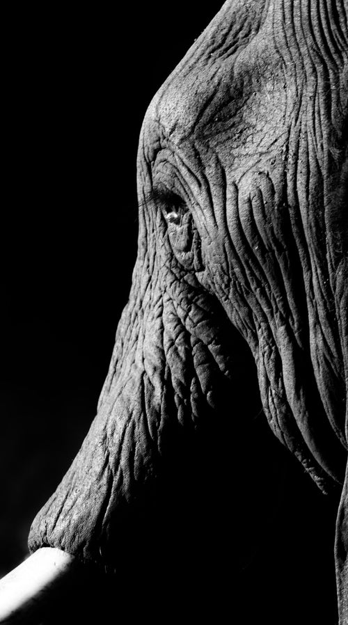 Wildlife 05 – Fine Art Print 70 × 100 cm by Anders Jorulf