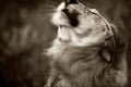 Wildlife 06 – Fine Art Print 70 × 100 cm av Anders Jorulf