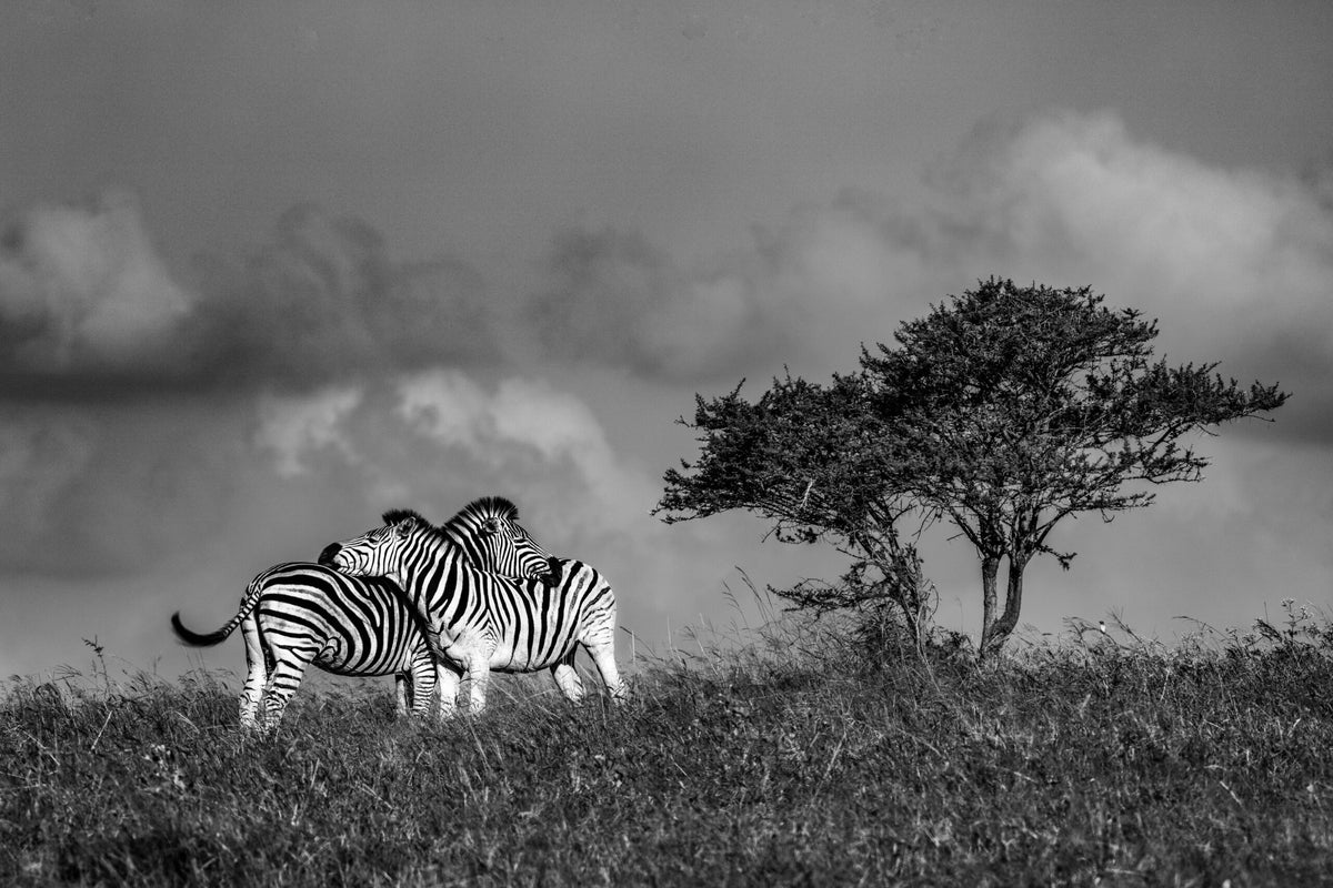 Wildlife 08 – Fine Art Print 70 × 100 cm av Anders Jorulf
