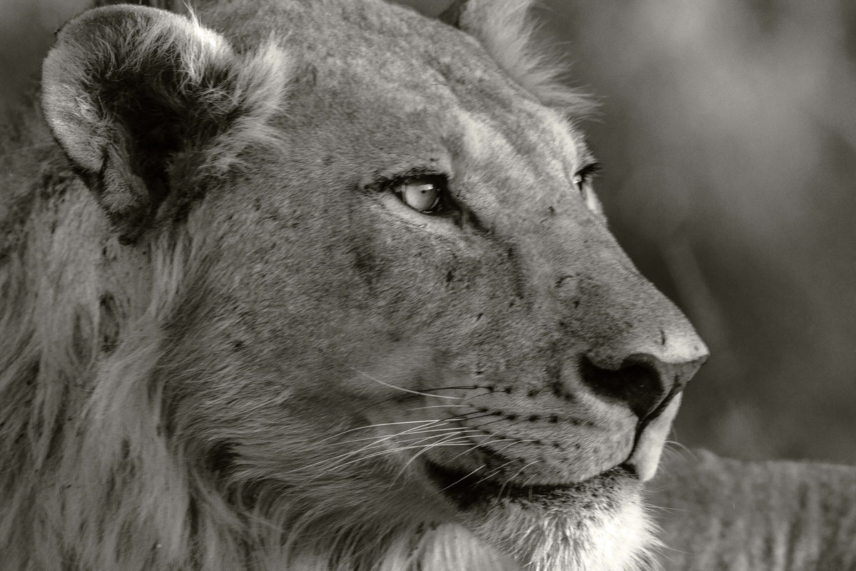 Wildlife 10 – Fine Art Print 70 × 100 cm av Anders Jorulf