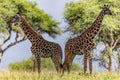 Wildlife 13 – Fine Art Print 70 × 100 cm av Anders Jorulf