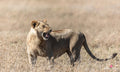 Wildlife 14 – Fine Art Print 70 × 100 cm av Anders Jorulf