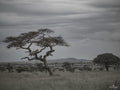 Wildlife 17 – Fine Art Print 70 × 100 cm av Anders Jorulf