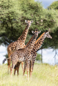 Wildlife 20 – Fine Art Print 70 × 100 cm av Anders Jorulf