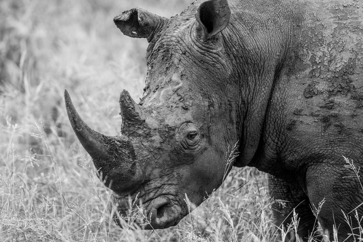 Wildlife 21 – Fine Art Print 70 × 100 cm av Anders Jorulf