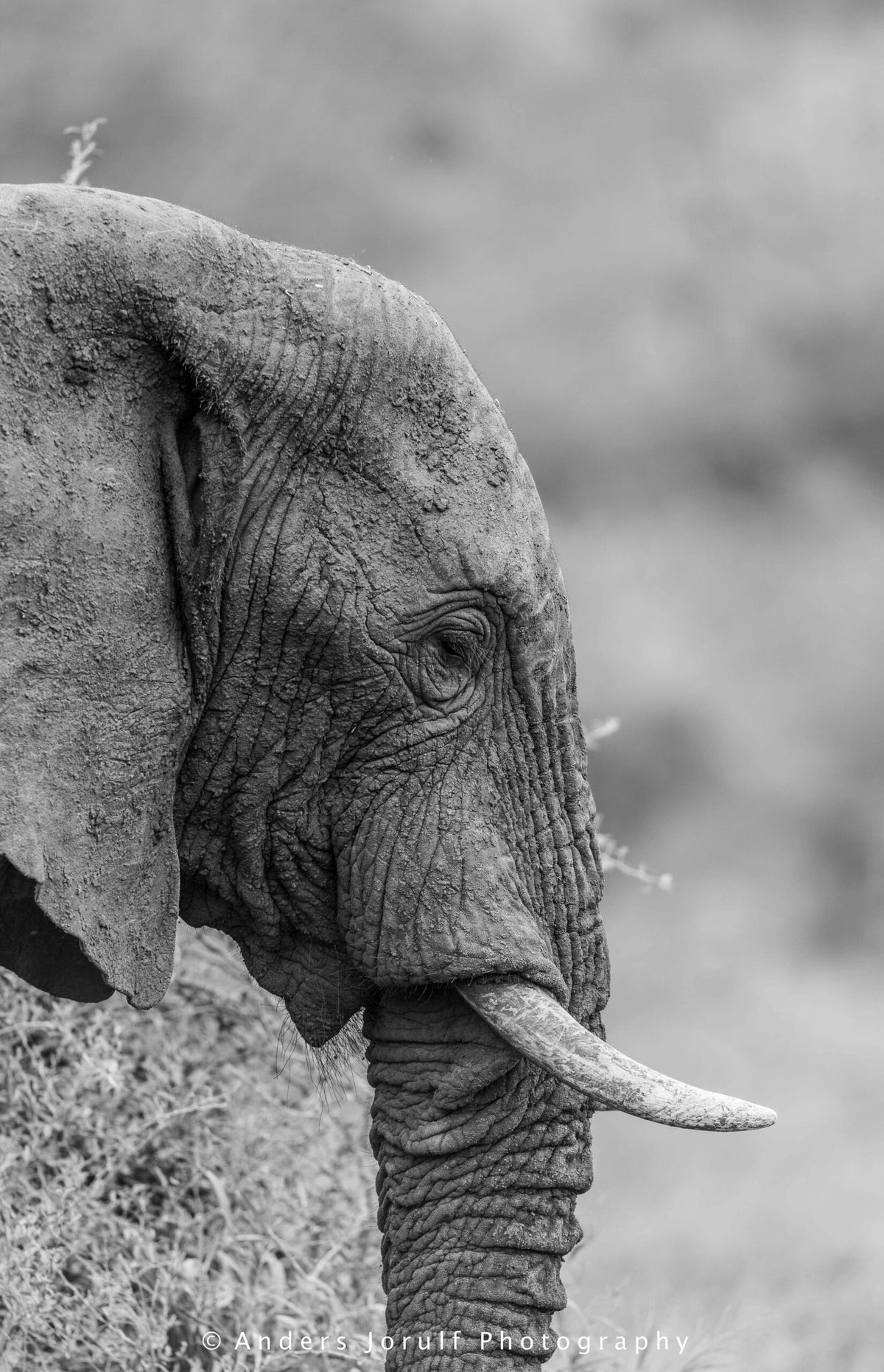 Wildlife 22 – Fine Art Print 70 × 100 cm av Anders Jorulf