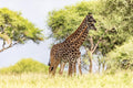 Wildlife 24 – Fine Art Print 70 × 100 cm av Anders Jorulf