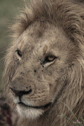 Wildlife 26 – Fine Art Print 70 × 100 cm av Anders Jorulf