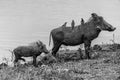 Wildlife 28 – Fine Art Print 70 × 100 cm av Anders Jorulf
