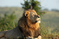 Wildlife 31 – Fine Art Print 70 × 100 cm av Anders Jorulf