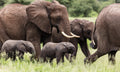Wildlife 32 – Fine Art Print 70 × 100 cm by Anders Jorulf