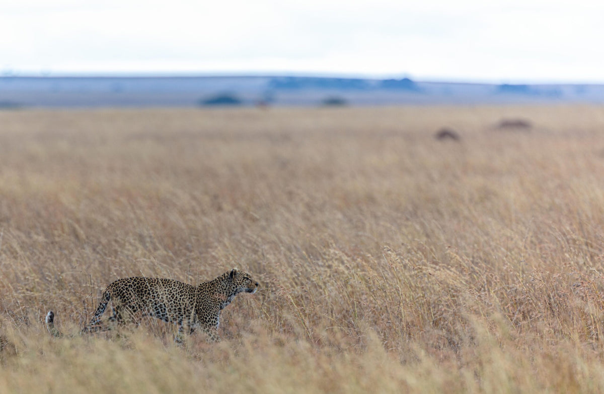 Wildlife 33 – Fine Art Print 70 × 100 cm av Anders Jorulf