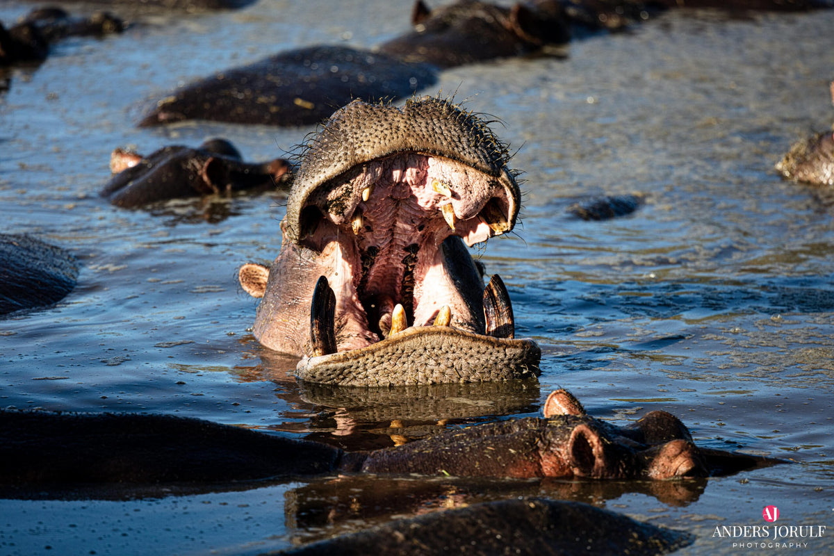 Wildlife 34 – Fine Art Print 70 × 100 cm av Anders Jorulf