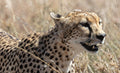 Wildlife 35 – Fine Art Print 70 × 100 cm av Anders Jorulf